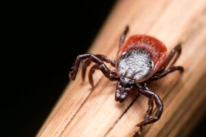 Read more about the article Tick season is expanding: Protect yourself against Lyme disease